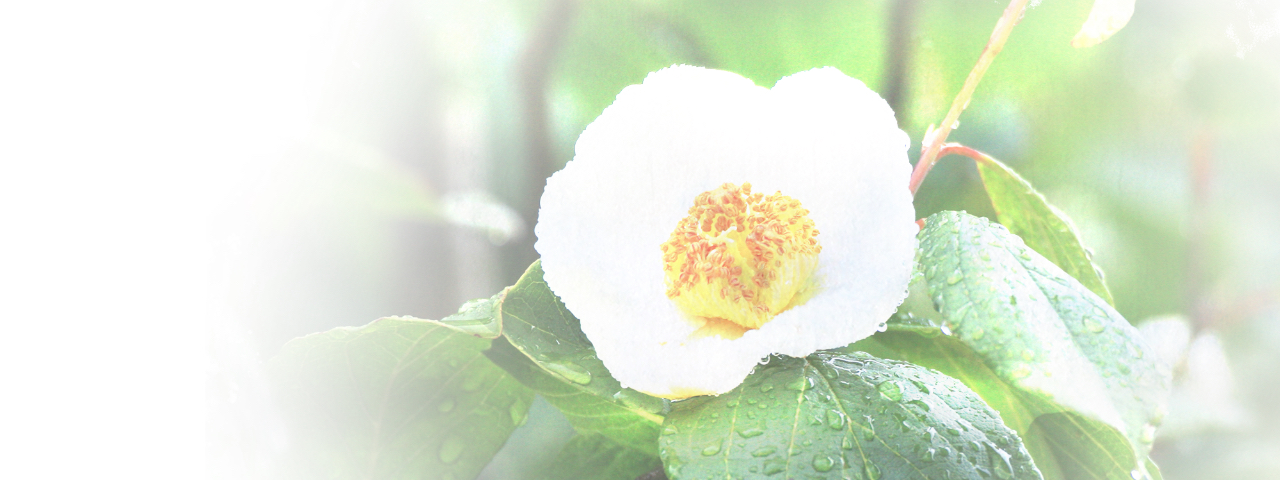 初夏にたった一日まっ白な花をつけて、はらりと散ってしまう沙羅の花。カウンセリングオフィスＳＡＲＡはそんな一瞬の人の出会いを大切にするこころの相談室です。